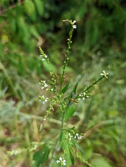 Verbena urticifolia