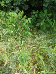 Verbena urticifolia