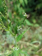 Verbena urticifolia
