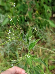 Verbena urticifolia