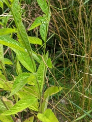 Verbena urticifolia