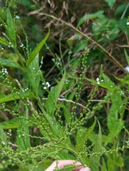 Verbena urticifolia