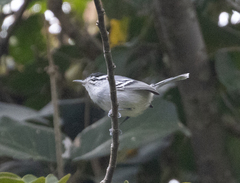 Herpsilochmus atricapillus