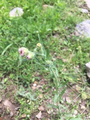 Erigeron variifolius