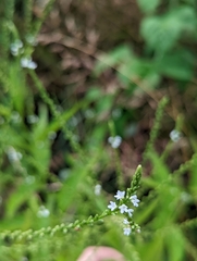 Verbena urticifolia