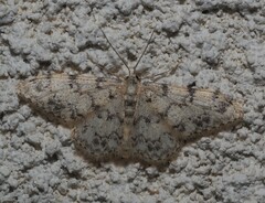 Idaea contiguaria
