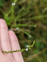 Verbena urticifolia