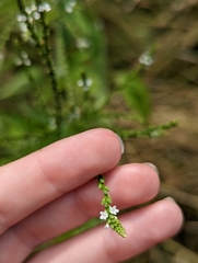 Verbena urticifolia