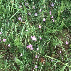 Convolvulus