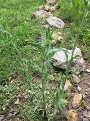 Erigeron variifolius