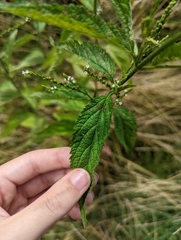 Verbena urticifolia