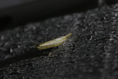 Ypsolopha blandella