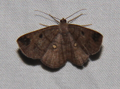 Parilexia cermala