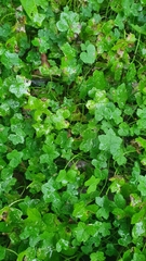 Hydrocotyle acutiloba