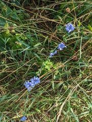 Cichorium intybus