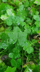 Hydrocotyle acutiloba