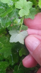 Hydrocotyle acutiloba