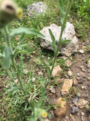 Erigeron variifolius