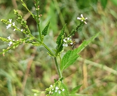 Augochlorini
