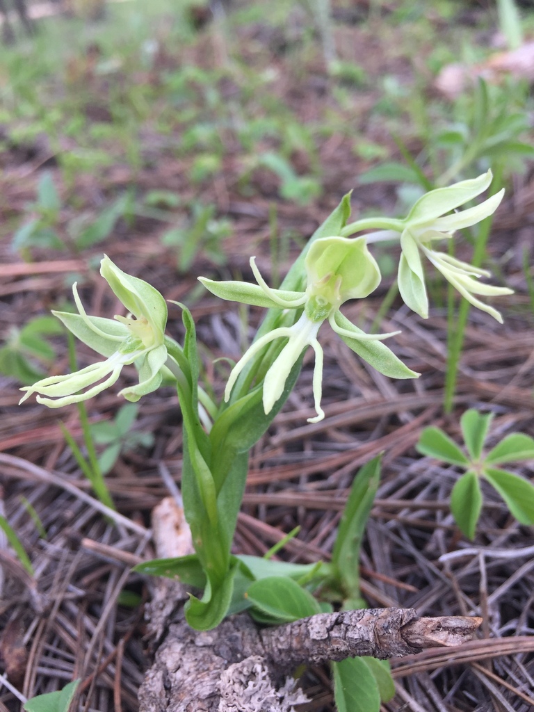 Habenaria schaffneri