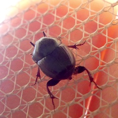 Onthophagus striatulus