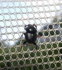 Onthophagus striatulus