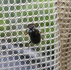 Onthophagus striatulus