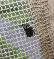 Onthophagus striatulus