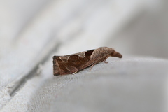 Pelochrista similiana