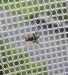 Rhagoletis striatella