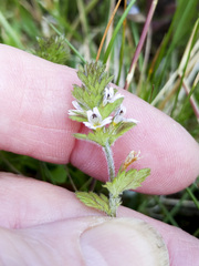 Euphrasia hudsoniana