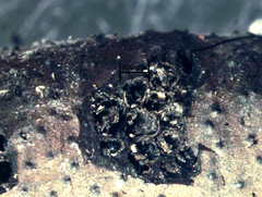 Xylaria allantoidea