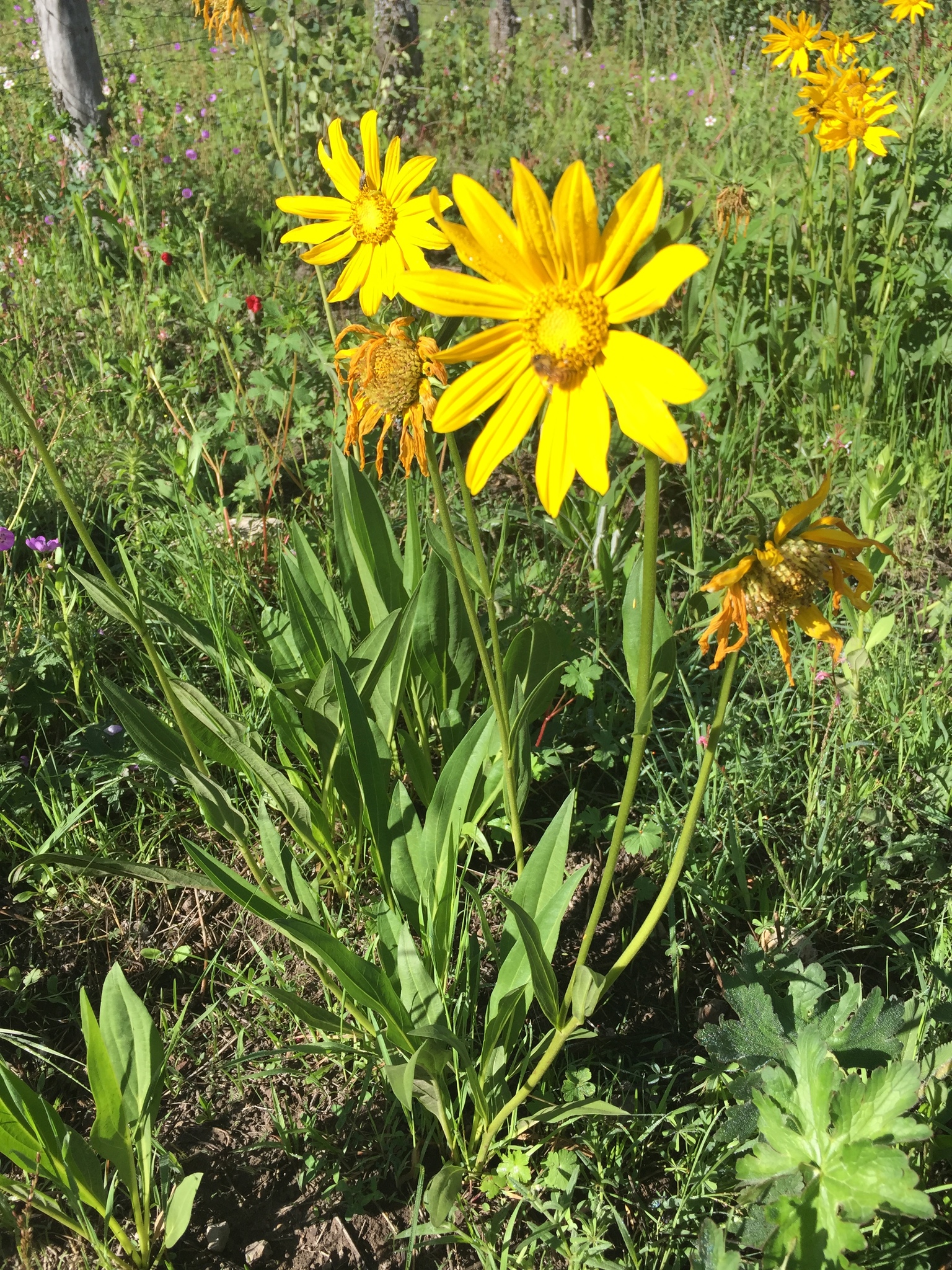 Helianthella quinquenervis