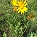 Nodding Dwarf Sunflower - Photo (c) Oscar González, some rights reserved (CC BY-SA), uploaded by Oscar González
