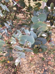 Eucalyptus pulverulenta
