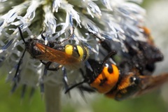 Megascolia maculata maculata