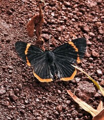 Riodina lycisca lycisca