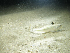 Echiichthys vipera
