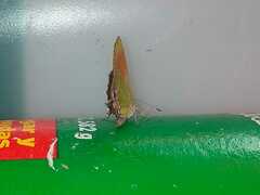 Callophrys xami xami