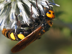 Megascolia maculata maculata