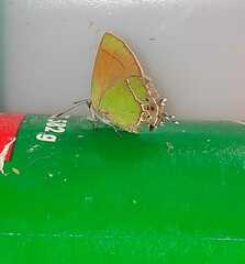 Callophrys xami xami