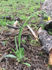 Hieracium abscissum