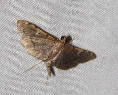 Prophantis