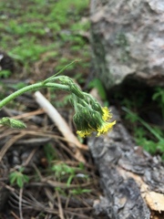 Hieracium abscissum