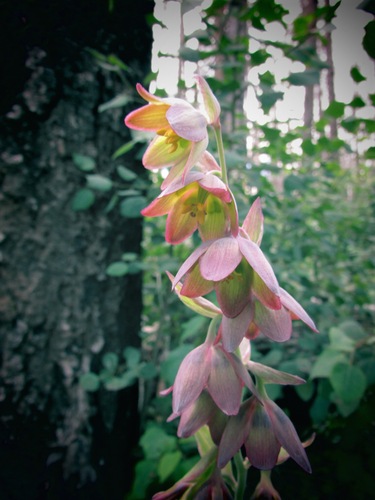 Mogoll deathcamas (Zigadenus mogollonensis)