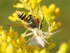 Philanthus triangulum
