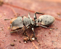 Cephalotes multispinosus