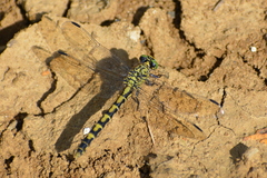 Onychogomphus forcipatus