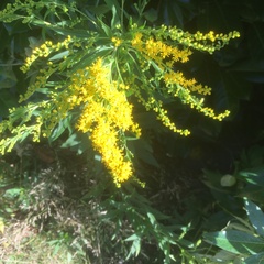 Solidago