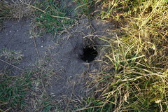 Spermophilus citellus